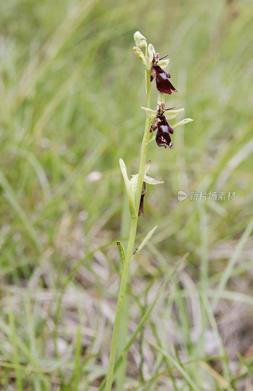 蝇兰(Ophrys insect fera)